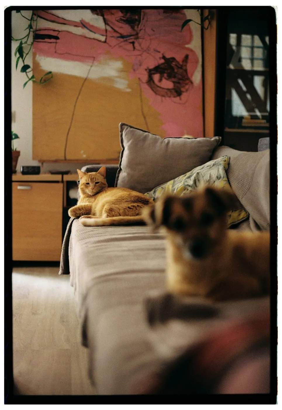 15 Pet-Friendly Small Apartment Setups