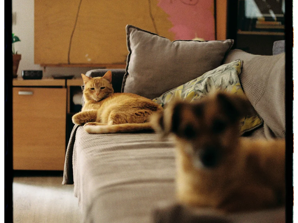 15 Pet-Friendly Small Apartment Setups